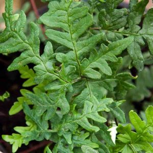 Cheilanthes argentea