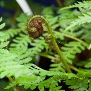 Cyathea cooperi 1lt