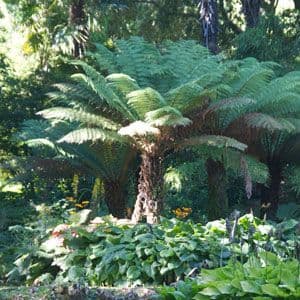 Dicksonia antartica 1lt