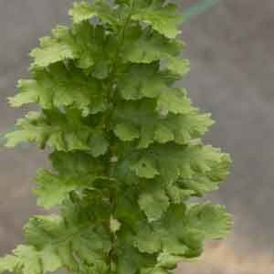 Dryopteris affinis Crispa 1lt
