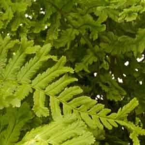 Dryopteris affinis 'Cristata the King' 1lt