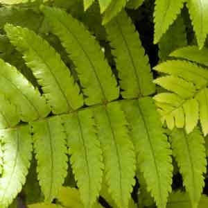 Dryopteris atrata 1lt