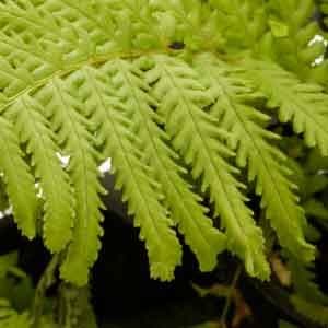 Dryopteris felix mas "Furcans" 1lt