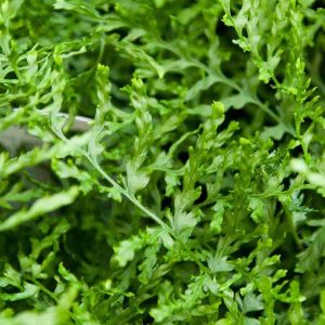 Dryopteris felix mas linearis polydactyla 1lt