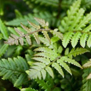 Dryopteris lepidopoda 1lt