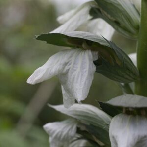Acanthus white