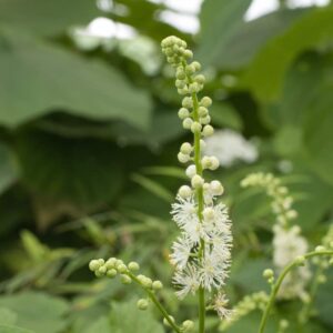 Actaea racemosa