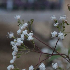 Ageratina lig