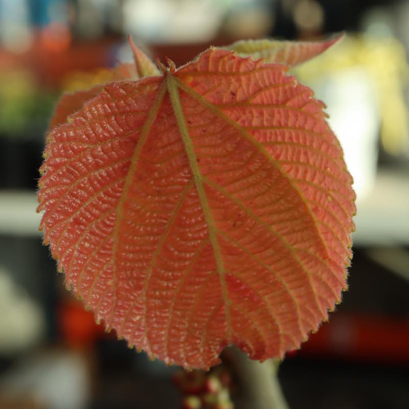Alchornea davidii leaf