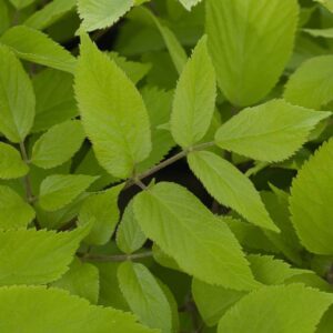 Aralia sun king