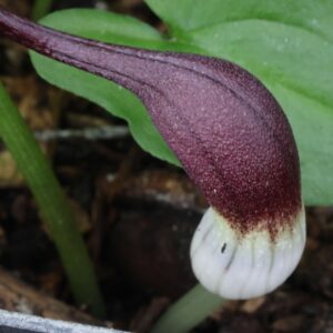 Arisarum prob