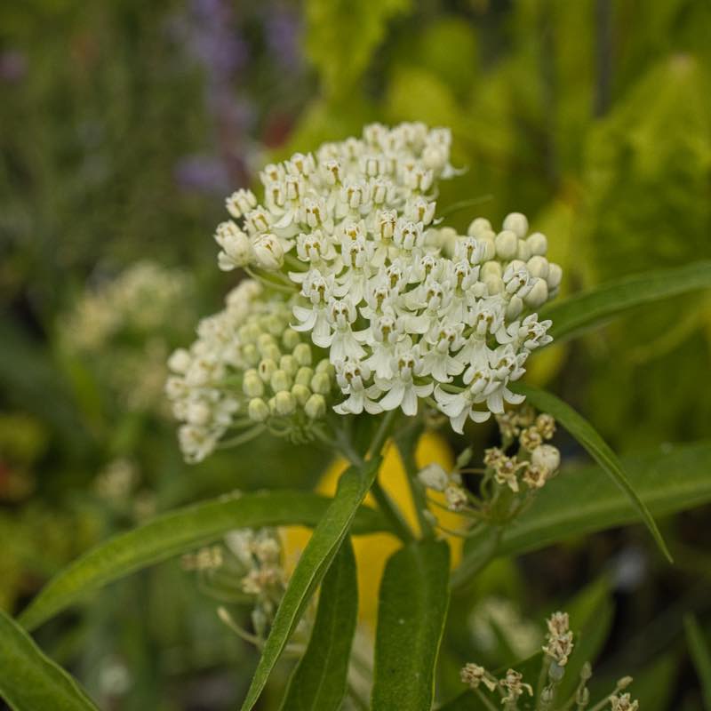 Asclepis white