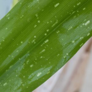 Aspidistra yushan galaxy