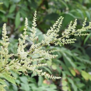 Astilbe riv