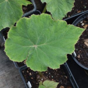Begonia emiensis]