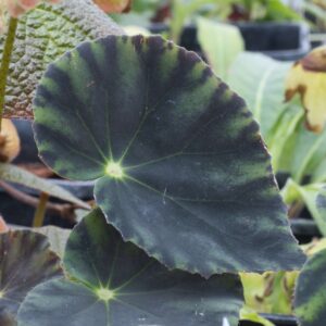 Begonia niger