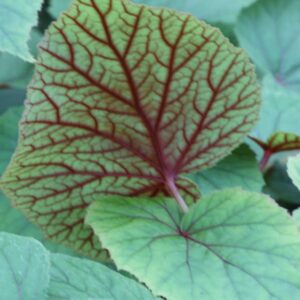 Begonia snowpop