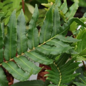 Blechnum chilense
