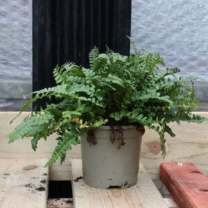 Blechnum Penna M