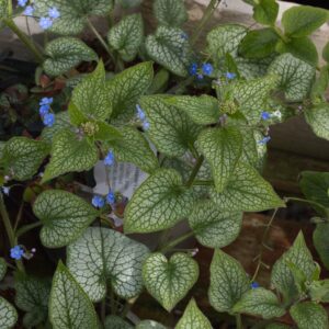Brunnera jack