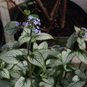 Brunnera silver spear