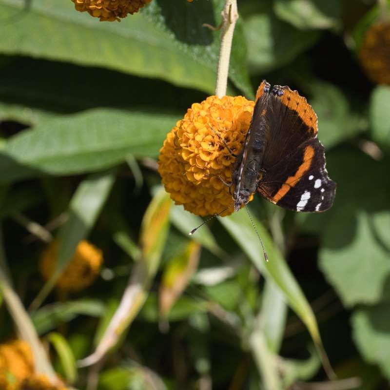 Buud cally orange