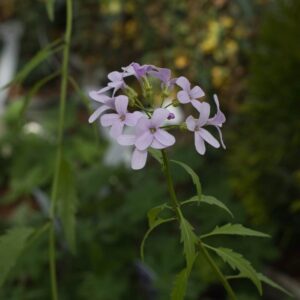 Cardamine bulb