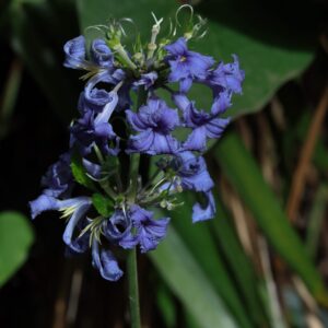 Clematis cassandra