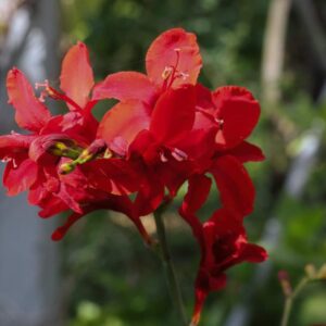 Crocosmia hellfire