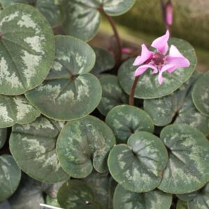 Cyclamen coum