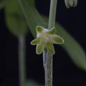 Disporopsis pern