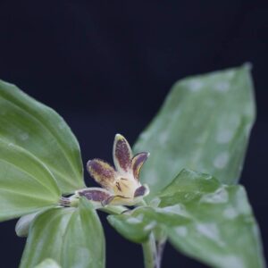 Disporopsis undulata