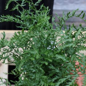 Dryopteris Linearis Poly