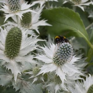 Eryngium giganteum