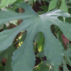 Fatsia Polycarpa