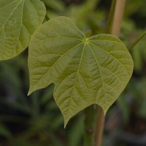 Firmiana simplex