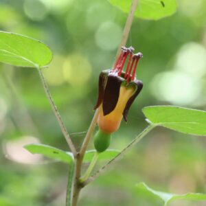 Fuchsia procumbens