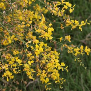 Genista porlock
