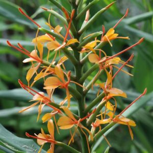 Hedychium tara