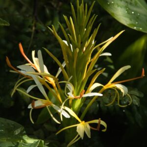 Hedychium yunn