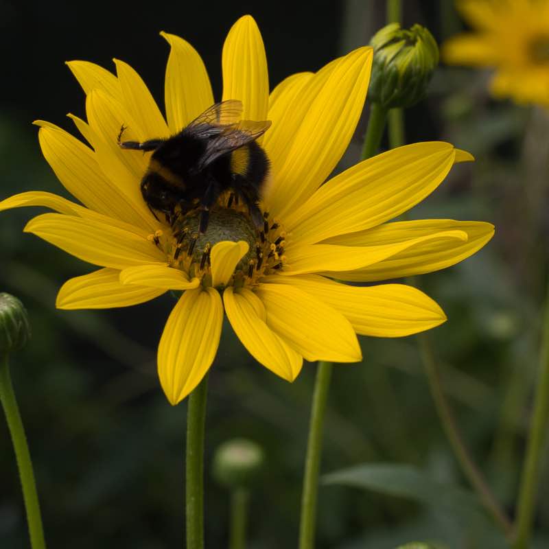 Helianthus cally