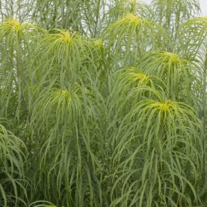 Helianthus salicifollia