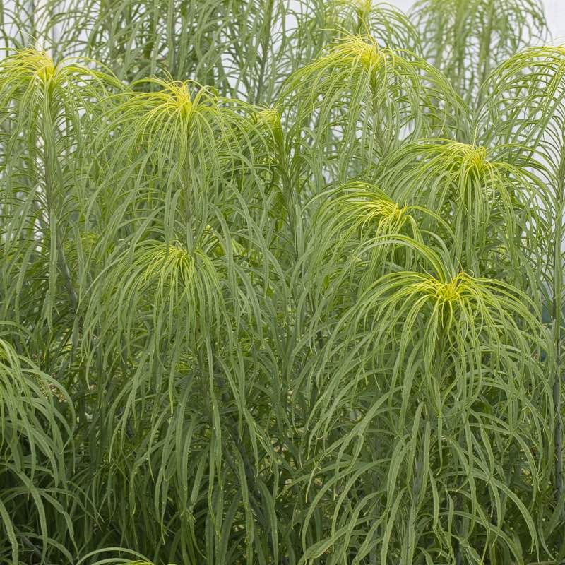 Helianthus salicifollia