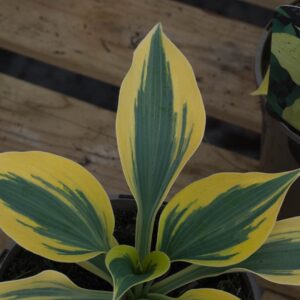 Hosta autumn frost