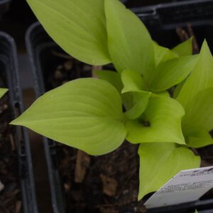 Hosta hydon
