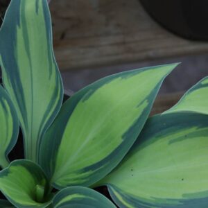 Hosta june