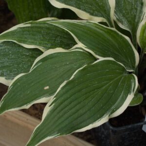 Hosta kalamazoo
