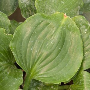 Hosta mirror lake
