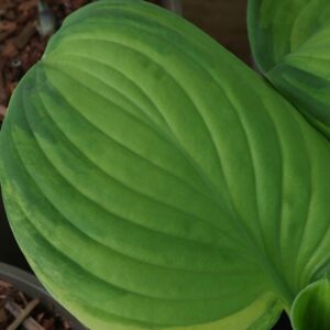 Hosta stained glass