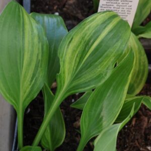Hosta swirls design